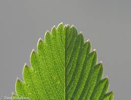 Attēlu rezultāti vaicājumam “Fragaria viridis leaf”