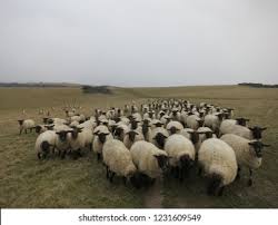 Image result for sheeple