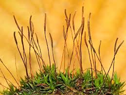 Attēlu rezultāti vaicājumam “Tortula subulata”