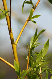 Attēlu rezultāti vaicājumam “Salix x sepulcralis”