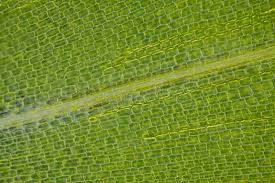 Attēlu rezultāti vaicājumam “Elodea canadensis leaf”