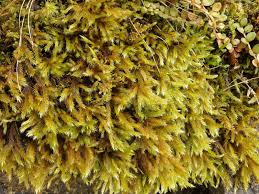 Attēlu rezultāti vaicājumam “Tomentypnum nitens”