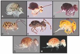 Attēlu rezultāti vaicājumam “Symphypleona”