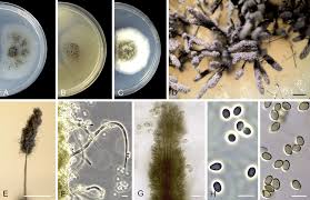 Attēlu rezultāti vaicājumam “Comatricha elegans var. microspora”