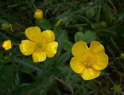 Attēlu rezultāti vaicājumam “Ranunculus acris leaf”