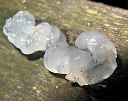 Attēlu rezultāti vaicājumam “Clavulinopsis cinerioides”