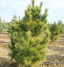 Attēlu rezultāti vaicājumam “Pinus peuce”