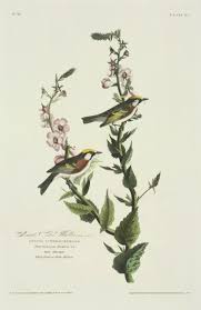 Image result for Dendroica pensylvanica