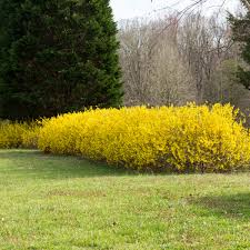 Attēlu rezultāti vaicājumam “Forsythia”