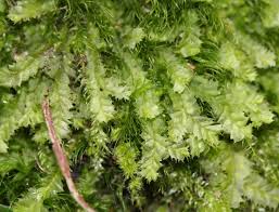 Attēlu rezultāti vaicājumam “Lophocolea bidentata”