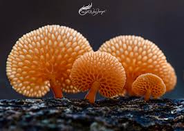 Attēlu rezultāti vaicājumam “Lachnum corticale”