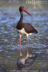 Attēlu rezultāti vaicājumam “Ciconia nigra adult”