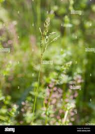 Attēlu rezultāti vaicājumam “Poa pratensis flower”