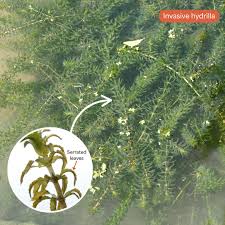 Attēlu rezultāti vaicājumam “Hydrilla verticillata”