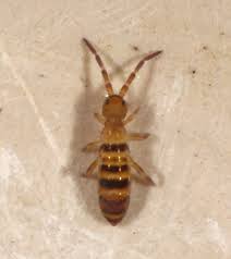 Attēlu rezultāti vaicājumam “Orchesella sp.”