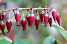 Attēlu rezultāti vaicājumam “Ericaceae”