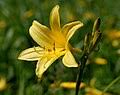 Attēlu rezultāti vaicājumam “Hemerocallis lilioasphodelus”