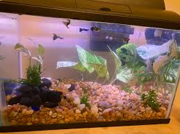 Attēlu rezultāti vaicājumam “Stuckenia filiformis bud”