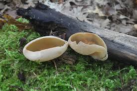 Attēlu rezultāti vaicājumam “Peziza varia”