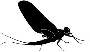 Attēlu rezultāti vaicājumam “Siphlonurus”