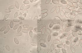 Attēlu rezultāti vaicājumam “Myriosclerotinia scirpicola”