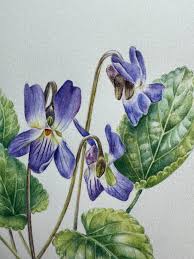 Attēlu rezultāti vaicājumam “Viola reichenbachiana”