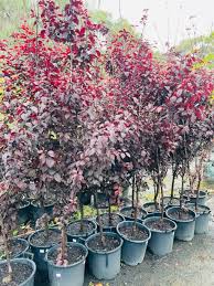 Attēlu rezultāti vaicājumam “Prunus (plum-tree)”