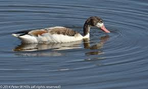 Attēlu rezultāti vaicājumam “Tadorna tadorna”