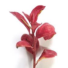 Attēlu rezultāti vaicājumam “Exobasidium splendidum”