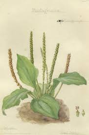 Attēlu rezultāti vaicājumam “Plantago major”