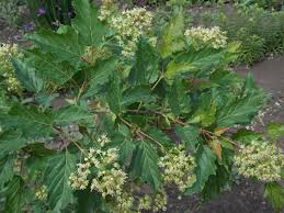 Attēlu rezultāti vaicājumam “Acer tataricum subsp. ginnala”