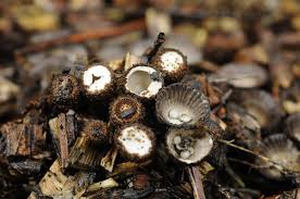 Attēlu rezultāti vaicājumam “Cyathus striatus”