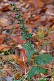 Attēlu rezultāti vaicājumam “Epipactis helleborine fruit”