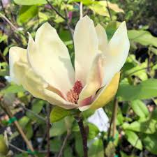 Attēlu rezultāti vaicājumam “Magnolia x soulangeana”