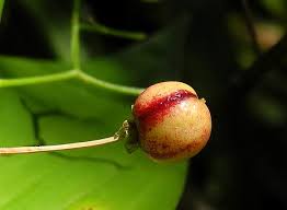Attēlu rezultāti vaicājumam “Maianthemum bifolium fruit”