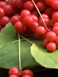 Attēlu rezultāti vaicājumam “Schisandra chinensis”