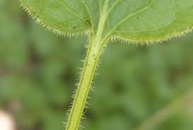 Attēlu rezultāti vaicājumam “Viola hirta leaf”