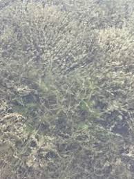 Attēlu rezultāti vaicājumam “Chara contraria”