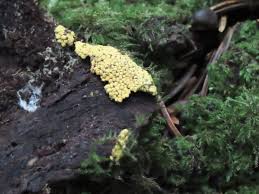 Attēlu rezultāti vaicājumam “Willkommlangea reticulata spores”