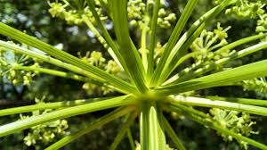 Attēlu rezultāti vaicājumam “Heracleum sphondylium subsp. sibiricum”