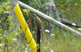 Image result for Coccyzus erythropthalmus