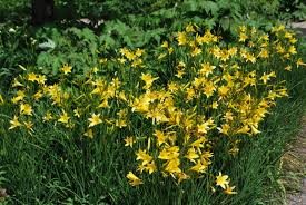 Attēlu rezultāti vaicājumam “Hemerocallis lilioasphodelus”