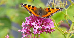 Image result for Small Tortoiseshell