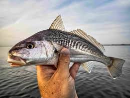 Image result for Micropogonias undulatus