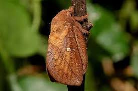 Attēlu rezultāti vaicājumam “Euthrix potatoria imago”