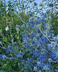 Attēlu rezultāti vaicājumam “Eryngium planum fruit”