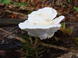 Attēlu rezultāti vaicājumam “Postia stiptica”