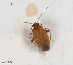 Attēlu rezultāti vaicājumam “Psallus sp.”