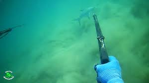 Image result for Lichia amia