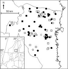 Attēlu rezultāti vaicājumam “Campylophyllum sommerfeltii”